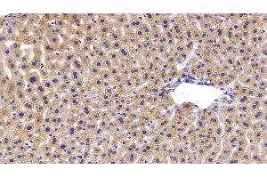 Detection of FGL1 in Mouse Liver Tissue using Polyclonal Antibody to Fibrinogen Like Protein 1 (FGL1)