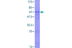 Image no. 1 for MFNG (MFNG) (AA 1-321) protein (GST tag) (ABIN1310807)