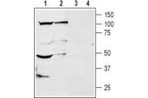 Western blot analysis of rat brain (lanes 1 and 3) and dorsal root ganglion (lanes 2 and 4) membranes: - 1,2. (KCNK18 anticorps  (Extracellular))
