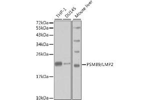 Western blot analysis of extracts of various cell lines, using PSMB9/LMP2 antibody (ABIN3022517, ABIN3022518, ABIN3022519 and ABIN6218874) at 1:1000 dilution.