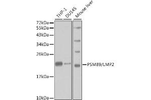 Western blot analysis of extracts of various cell lines, using PSMB9/LMP2 antibody (ABIN3022517, ABIN3022518, ABIN3022519 and ABIN6218874) at 1:1000 dilution. (PSMB9 anticorps  (AA 1-219))