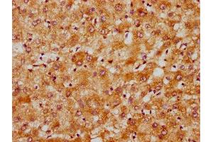 IHC image of  diluted at 1:300 and staining in paraffin-embedded human liver tissue performed on a Leica BondTM system. (DNAJC15 anticorps  (AA 59-150))