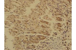 Paraformaldehyde-fixed, paraffin embedded Mouse stomach; Antigen retrieval by boiling in sodium citrate buffer (pH6.