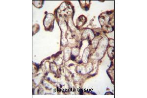 MORN3 Antibdy (Center) (ABIN656878 and ABIN2846078) immunohistochemistry analysis in formalin fixed and paraffin embedded human placenta tissue followed by peroxidase conjugation of the secondary antibody and DAB staining.