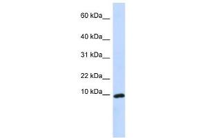 Western Blot showing CXCL9 antibody used at a concentration of 1-2 ug/ml to detect its target protein. (CXCL9 anticorps  (Middle Region))