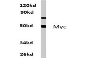 Image no. 1 for anti-Myc Proto-Oncogene protein (MYC) antibody (ABIN271737) (c-MYC anticorps)