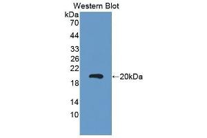 Western Blotting (WB) image for anti-Carcinoembryonic Antigen Gene Family (CEA) (AA 544-771) antibody (ABIN1858355) (CEA anticorps  (AA 544-771))