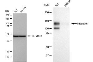 Western blotting analysis using Nicastrin antibody (ABIN7799593). (Recombinant Nicastrin anticorps)