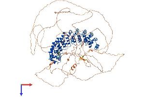 AlphaFold protein structure predicition of Human Recombinant PUM2 Protein, UniprotID Q8TB72