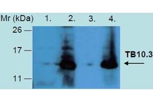 Western Blotting analysis of recombinant protein TB10. (Tb10.3 (M. Tuberculosis) anticorps)