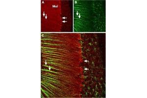 Expression of CACNA1A in mouse cerebellum - Immunohistochemical staining of mouse cerebellum with Anti-CACNA1A (CaV2.