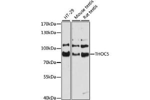 Western blot analysis of extracts of various cell lines, using THOC5 antibody (ABIN6128826, ABIN6149119, ABIN6149120 and ABIN6215328) at 1:3000 dilution. (THO Complex 5 anticorps  (AA 150-370))