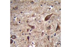 Immunohistochemistry analysis in human brain tissue (Formalin-fixed, Paraffin-embedded) using Pleiotrophin / PTN  Antibody (C-term), followed by peroxidase conjugation of the secondary antibody and DAB staining. (Pleiotrophin anticorps  (C-Term))