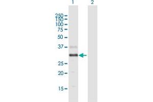 Western Blot analysis of DGAT2L4 expression in transfected 293T cell line by DGAT2L4 MaxPab polyclonal antibody. (AWAT2 anticorps  (AA 1-333))