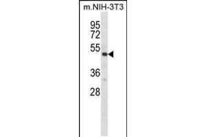 Western blot analysis in mouse NIH-3T3 cell line lysates (35ug/lane).
