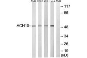 Western blot analysis of extracts from HeLa/293/COLO/A549 cells, using CHRNA10 Antibody. (CHRNA10 anticorps  (AA 394-443))