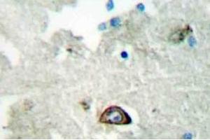 Immunohistochemistry (IHC) analyzes of Ephrin-A3 antibody in paraffin-embedded human brain tissue. (Ephrin A3 anticorps)