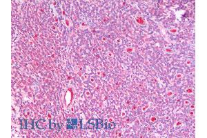 ABIN6391402 (5µg/ml) staining of paraffin embedded Human Tonsil.