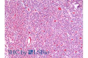 ABIN6391402 (5µg/ml) staining of paraffin embedded Human Tonsil. (GSTM4 anticorps  (Internal Region))