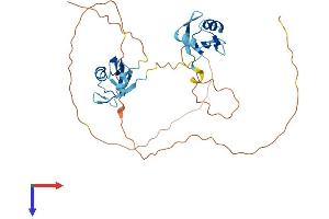 AlphaFold protein structure predicition of Mouse Recombinant Msi2 Protein, UniprotID Q920Q6