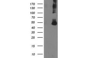 Image no. 1 for anti-Coronin, Actin Binding Protein, 1A (CORO1A) antibody (ABIN1497574) (Coronin 1a anticorps)