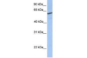 RFT1 antibody used at 1 ug/ml to detect target protein. (RFT1 anticorps)