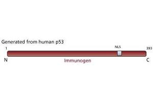 Image no. 1 for anti-Tumor Protein P53 (TP53) (full length) antibody (ABIN967416) (p53 anticorps  (full length))