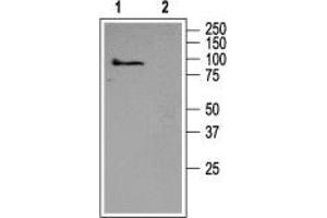 Western blot analysis of rat brain membranes:  - 1.