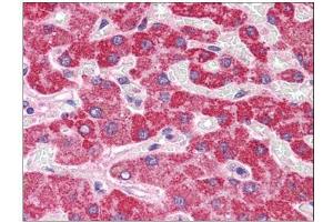 Human Liver: Formalin-Fixed, Paraffin-Embedded (FFPE) (HAAO anticorps  (N-Term))