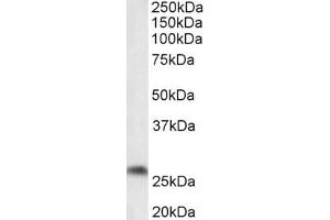 Image no. 1 for anti-Prostaglandin D2 Synthase (PTGDS) (AA 149-162) antibody (ABIN1103832) (PTGDS anticorps  (AA 149-162))