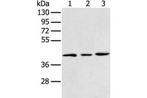 Western blot analysis of 293T K562 and Raji cell using DCX Polyclonal Antibody at dilution of 1:400 (Doublecortin anticorps)