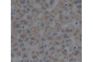 Figure. (Myeloperoxidase anticorps  (AA 165-278))