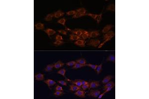 Immunofluorescence analysis of C6 cells using MT-ND1 Polyclonal Antibody (ABIN7268598) at dilution of 1:100 (40x lens).