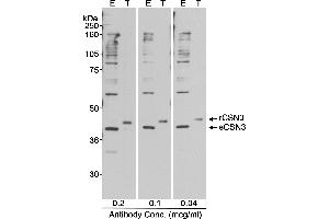 Western Blotting (WB) image for anti-Casein kappa (CSN3) (AA 325-375) antibody (ABIN7449263) (CSN3 anticorps  (AA 325-375))