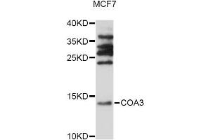 Western blot analysis of extracts of MCF7 cells, using COA3 antibody (ABIN6294037) at 1:1000 dilution. (CCDC56 anticorps)