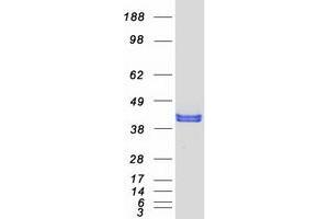 Validation with Western Blot