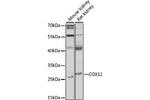Western blot analysis of extracts of various cell lines, using COX11 antibody (ABIN7266513) at 1:1000 dilution. (COX11 anticorps  (AA 140-240))