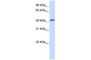 PTPRR antibody used at 1 ug/ml to detect target protein. (PTPRR anticorps  (N-Term))