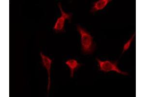 ABIN6276161 staining Hela by IF/ICC. (OR51A2 anticorps  (Internal Region))