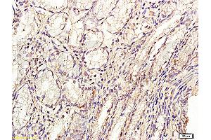 Formalin-fixed and paraffin embedded: human stomach tissue labeled with Anti-GLP-2 Polyclonal Antibody, Unconjugated (ABIN726305) at 1:200, followed by conjugation to the secondary antibody and DAB staining (GLP-2 anticorps  (AA 146-165))