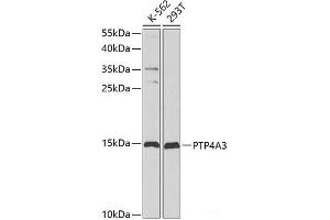Western blot analysis of extracts of various cell lines using PTP4A3 Polyclonal Antibody at dilution of 1:1000. (PTP4A3 anticorps)