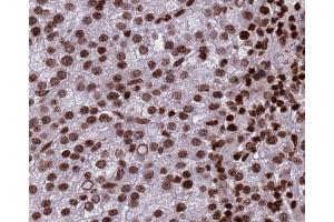 Histone H3 Antibody for IHC in human testis (Histone 3 anticorps)