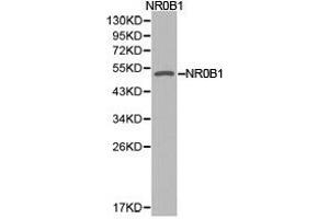 Western Blotting (WB) image for anti-Nuclear Receptor Subfamily 0, Group B, Member 1 (NR0B1) antibody (ABIN1873945) (NR0B1 anticorps)