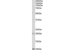 AP23709PU-N DEFA1/3 antibody staining of Human Spleen lysate at 2 µg/ml (35µg protein in RIPA buffer). (alpha Defensin 1 anticorps  (Internal Region))