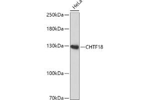Western blot analysis of extracts of HeLa cells, using CHTF18 antibody (ABIN7266535) at 1:1000 dilution.