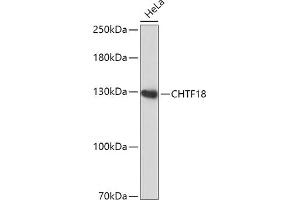 Western blot analysis of extracts of HeLa cells, using CHTF18 antibody (ABIN7266535) at 1:1000 dilution. (CTF18 anticorps  (AA 794-975))