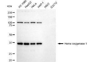 Western blotting analysis using Heme oxygenase 1 antibody (ABIN7798884).