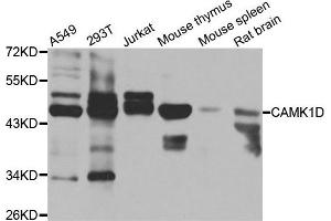 Western blot analysis of extracts of various cell lines, using CAMK1D antibody. (CAMK1D anticorps)