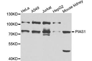 Western blot analysis of extracts of various cell lines, using PIAS1 antibody (ABIN5995668) at 1/1000 dilution. (PIAS1 anticorps)