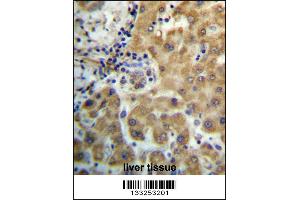 TRIM4 Antibody immunohistochemistry analysis in formalin fixed and paraffin embedded human liver tissue followed by peroxidase conjugation of the secondary antibody and DAB staining. (TRIM4 anticorps  (N-Term))